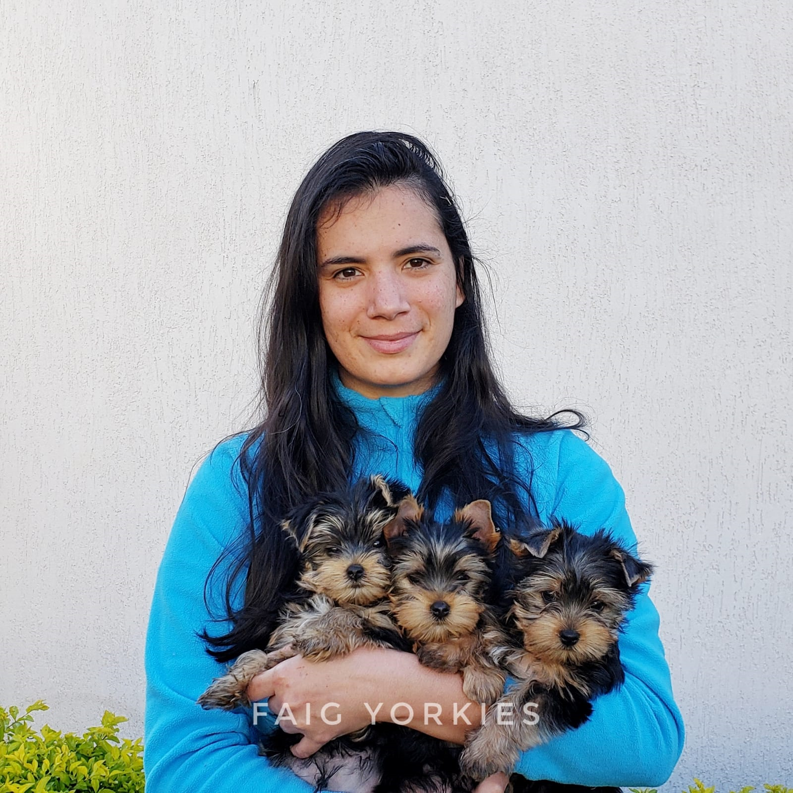 Criadora segurando filhotes Yorkshire Terrier